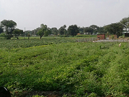 Field trip - Agricultural Farm in Mundhwa